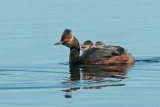 Eared Grebe with Chicks, Goose Lake, Saskatchewan