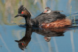 Eared Grebe with Chicks, Goose Lake, Saskatchewan