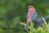 Pine Grosbeak