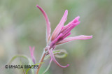 Wildflowers