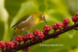 Japanese White-eye