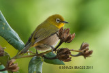 Japanese White-eye