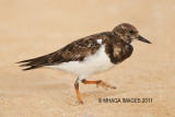 Ruddy Turnstone