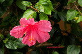 Hibiscus