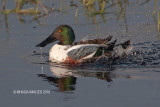 Northern Shoveler