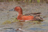 Cinnamon Teal, male