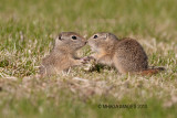 Beldings Ground Squirrels