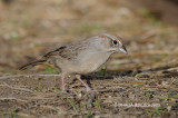 Bachmans Sparrow, Arizona