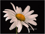 Shasta Daisy