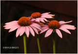 Coneflowers