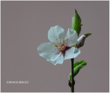 Nanking Cherry Blossom