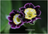 Primula