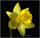 Daffodil