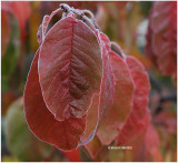 Frost on Plum Leaves