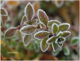 Frosted Thyme