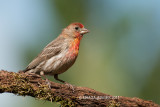 House Finch, male