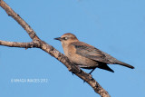 Rusty Blackbird, female