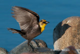 Yellow-headed Blackbird, female