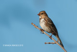 Harriss Sparrow, fall