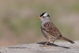 White-crowned Sparrow, spring