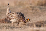 Sharp-tailed Grouse, Bradwell, Saskatchewan