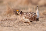 Sharp-tailed Grouse, Bradwell, Saskatchewan