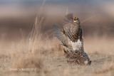 Sharp-tailed Grouse, Bradwell, Saskatchewan