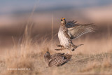 Sharp-tailed Grouse, Bradwell, Saskatchewan