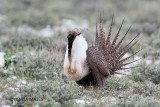 Greater Sage Grouse, Malheur, Oregon