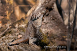 Ruffed Grouse, Pike Lake, Saskatchewan