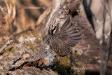 Ruffed Grouse, Pike Lake, Saskatchewan