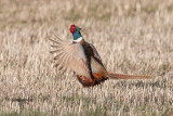 Ring-necked Pheasant, Malheur, Oregon