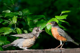 Male Robin feeding juvenile