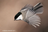 Black-capped Chickadee