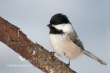 Black-capped Chickadee