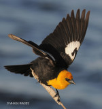 Yellow-headed-Blackbird, male