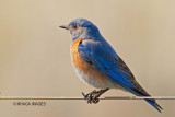 Western Bluebird, male