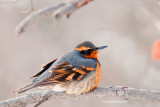 Varied Thrush