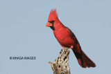 Northern Cardinal, male, Arizona