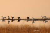 Snow Geese