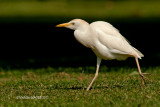 Cattle Egret, Hawaii