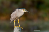 Black-crowned Night Heron, Brightwater Marsh, Saskatchewan