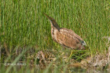 American Bittern