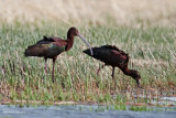 White-faced Ibis
