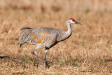 Sandhill Cranes