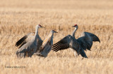 Sandhill Cranes