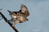 Northern Goshawk, Pike Lake Provincial Park, Saskatchewan