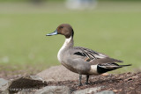 Northern Pintail, male