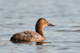 Canvasback, female, Lakewood Park, Saskatoon
