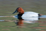 Canvasback, male, Lakewood Park, Saskatoon